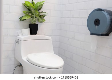 White Modern  WC, Toilet paper roll and Fake Dieffenbachia Maroba - Dumb Cane on The White brick wall in the Toilet.