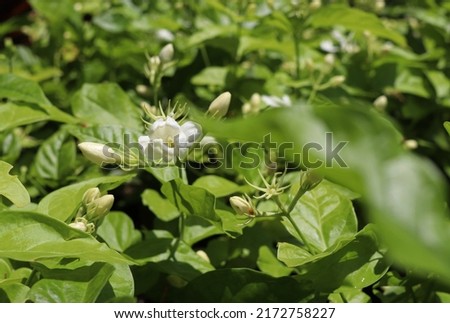 White mogra or arabian jasmine or Jasminum sambac flower buds climbing shrubs and vines