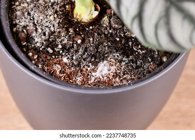 White mold in flower pot in houseplant soil  - Shutterstock ID 2237748735