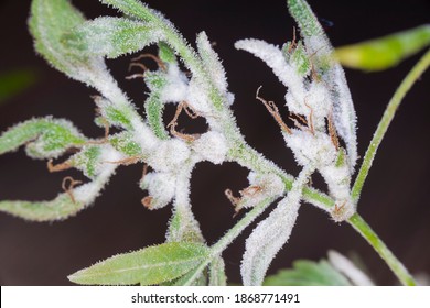 white mold on the hemp plant. cannabis growing problem. marijuana medical