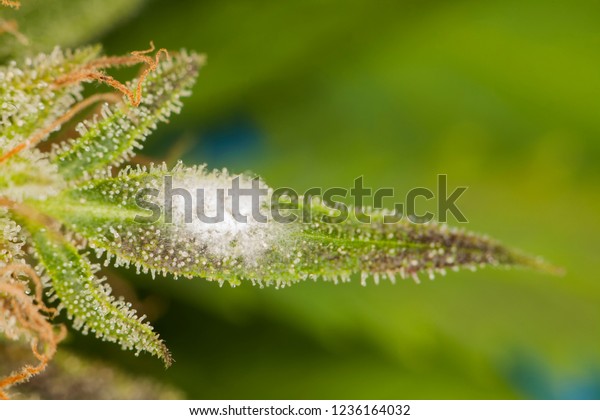 大麻植物の白いカビ の写真素材 今すぐ編集