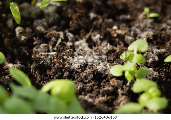 植木鉢に苗を植えた土の上の白いカビ の写真素材 今すぐ編集