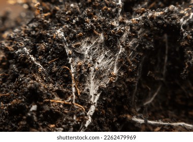 White mold in the potted soil layer, ecology, macro, close-up photography.