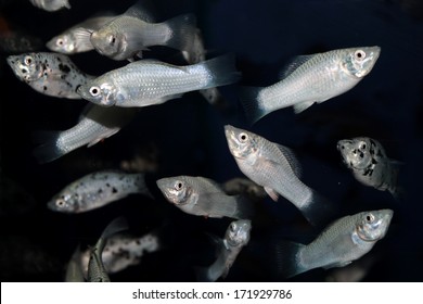 White Molly Aquarium Fish