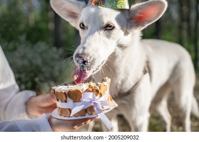 White Mongrel Dog Eating Birthday Cake With Tongue Out