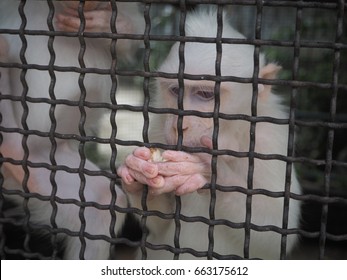 White monkey
