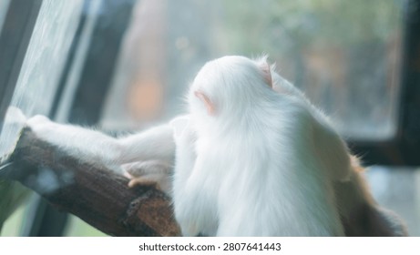 White monkey observing surroundings from protected animal habitat