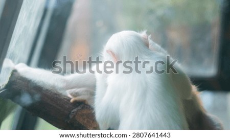 White monkey observing surroundings from protected animal habitat