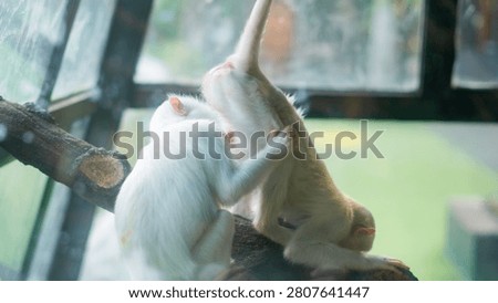 White monkey sitting near window inside animal habitat