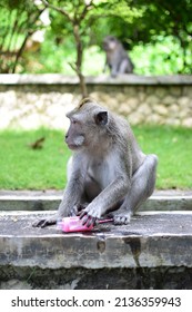 White monkey in Uluwatu Bali, Indonesia  