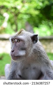 White monkey in Uluwatu Bali, Indonesia

