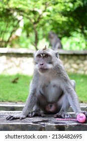 White monkey in Uluwatu Bali, Indonesia  
