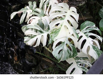 White Monstera Leaf,white Green Variegated Plant Philodendron Monstera Alba