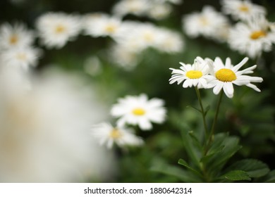 White Montauk Daisy In Bloom