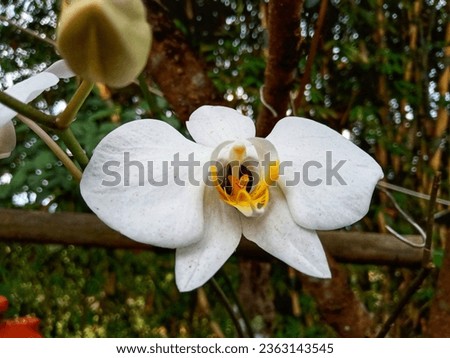 white moon orchid wild plant
Phalaenopsis amabilis