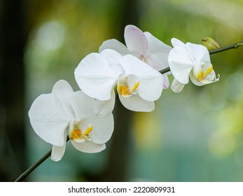 The White Moon Orchid With A Yellow Tongue