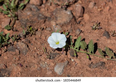 A White Morning Glory Bloom Growing With Determination In A Harsh Dry Environment Of Red Clay And Rock.