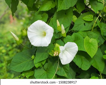 White Morning Glory flower blossoms, with fresh buds in the background of green leaves. Close up. Beautiful Calystegia sepium or Pearly Gates is species of flowering plant in the family Convolvulaceae