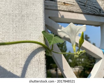 White Morning Glory With White Lattice Work In The Background