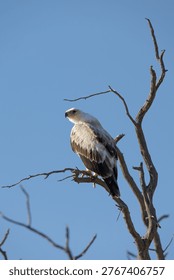 a white morph tawny eagle
