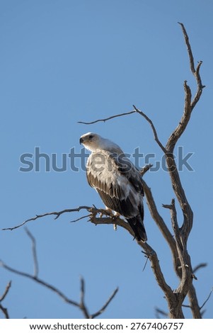 a white morph tawny eagle
