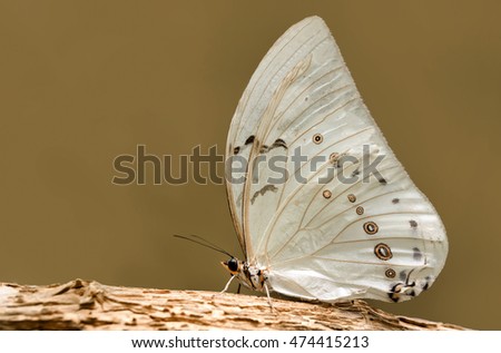 White Morpho- Stock Image