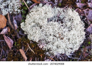 White Moss, Taiga, Top View. Cladonia Rangiferina Or Reindeer Lichen. Alpine Tundra Texture