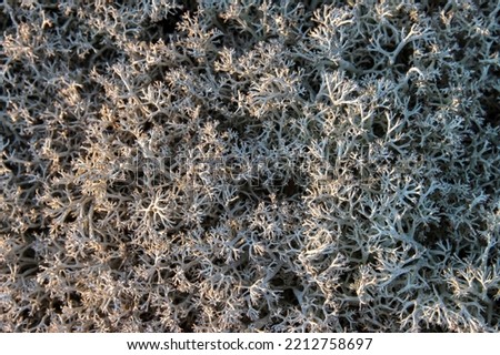 White moss - textured gray natural background.