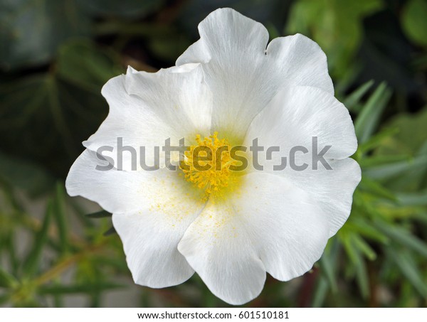 White Mossrose Flower Portulaca Grandiflora Stock Photo Edit Now 601510181