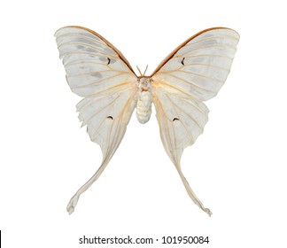 White Moth Butterfly Actias Artemis Isolated Stock Photo 101950084 ...