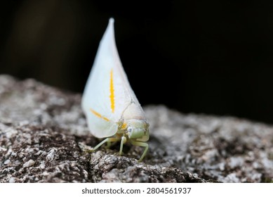 White moth insect macro perched textured rock closeup delicate nature wildlife forest soft focus yellow stripe antenna camouflage peaceful natural habitat detailed outdoors small fragile