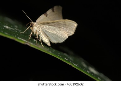 White Moth At Night