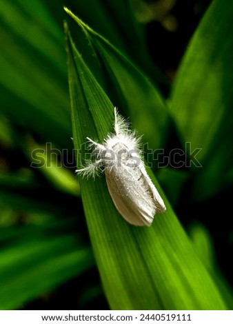a white moth on a green leave