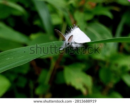A white moth on a leaf against a blurred background.