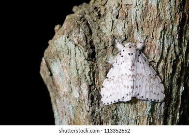 A White Moth On The Tree Bark