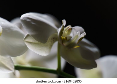 White Moth Orchid Flower Closeup