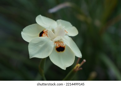 White Moth Orchid Flower In Park