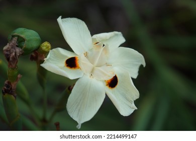 White Moth Orchid Flower In Park