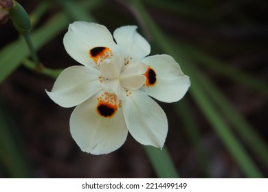 White Moth Orchid Flower In Park