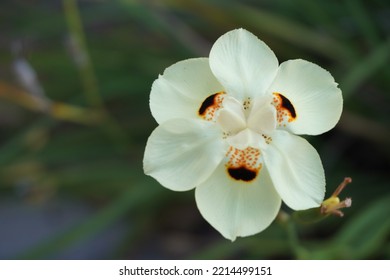 White Moth Orchid Flower In Park