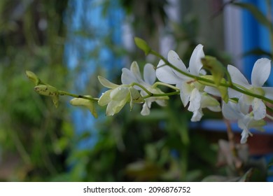 A White Moth Orchid Flowers