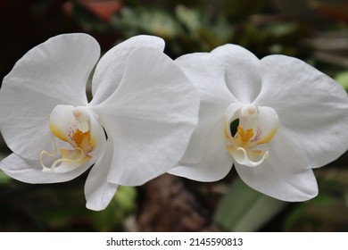 White Moth Orchid Flowers In The Garden