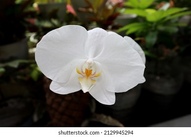 White Moth Orchid In The Garden