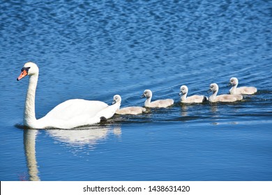 White mother swan swimming with little chicks
