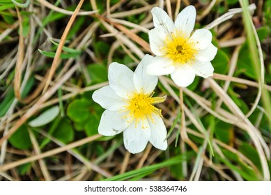 White Mountain Avens In Churchill, Manitoba