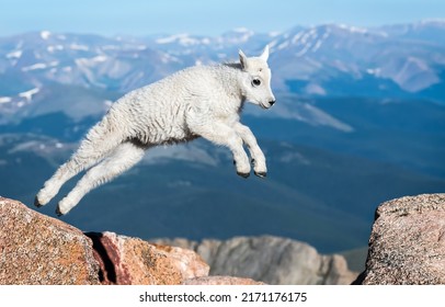 White mountain baby goat jumps. Baby goat jumping. Mountain baby goat in nature. Mountain baby goat