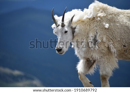 White Mountain Goat Mount Evans Colorado