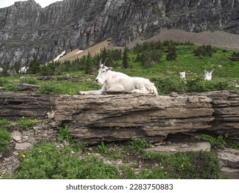 White mountain goats in Glacier National Park Montana