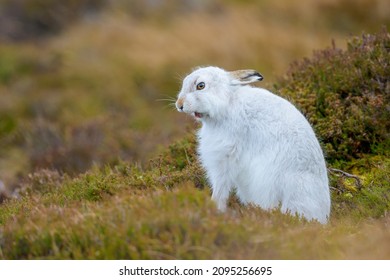 A White Mountain Hare On A Field