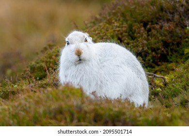 A White Mountain Hare On A Field